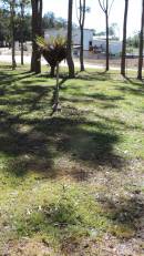 Atherton Pioneer Cemetery (Samuel Dansie Park)