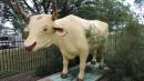 bullock BANANA
who died nearby at Bananas Gully and gave his name to the town and shire of Banana
Banana Shire