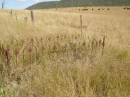 Fairview Cemetery, Bryden, Somerset Region, Queensland