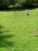 Gleneagle Catholic cemetery, Beaudesert Shire