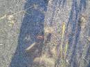 Cloudon Jesha HOOK-DRIES, baby daughter,
7.55 - 9.30am 12 Sept 95;
Gleneagle Catholic cemetery, Beaudesert Shire
