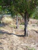 
Kalbar St Markss Lutheran cemetery, Boonah Shire
