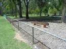 Maclean cemetery, Beaudesert Shire