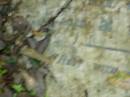 Ada Hilda,
wife of Duncan MCKINNON,
died 1 March 1911 aged 21 years;
North Tumbulgum cemetery, New South Wales