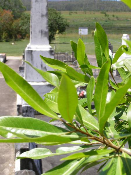 Samsonvale Cemetery, Pine Rivers Shire  | 