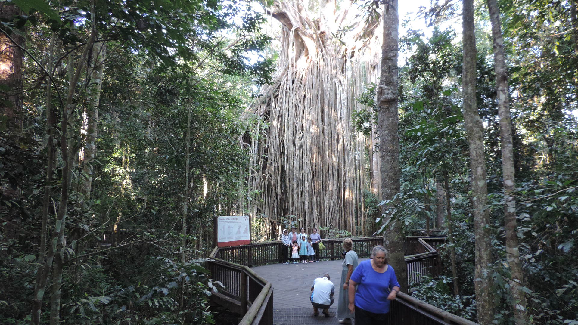 large fig tree